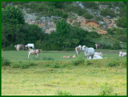 Agrotourismus in Umbrien - I Prati bei Stroncone