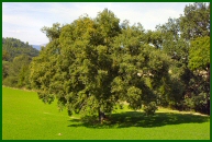 Umbria - Villa Collepera: the old oak tree